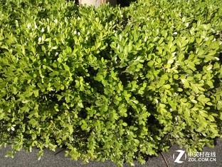 千元拍照谁是王者 红米/魅蓝Note 3对比 