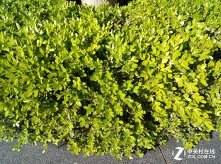 千元拍照谁是王者 红米/魅蓝Note 3对比 