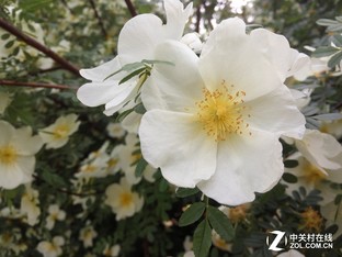 千元拍照谁是王者 红米/魅蓝Note 3对比 