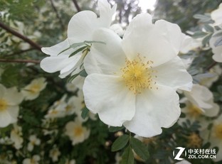 千元拍照谁是王者 红米/魅蓝Note 3对比 