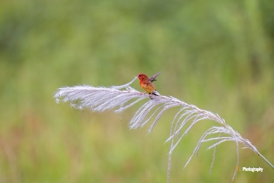 \