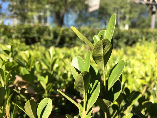 真心有的比 360奇酷旗舰版vs iPhone 6s 