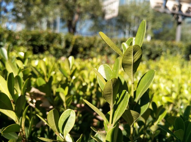 真心有的比 360奇酷旗舰版vs iPhone 6s 