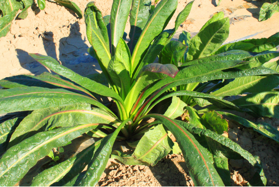 正生天山硕参带你抢先看2019年世园会新疆园